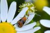 Nemophora fasciella